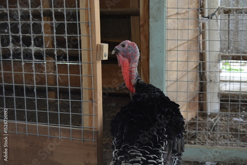 Black turkey bird in a farm