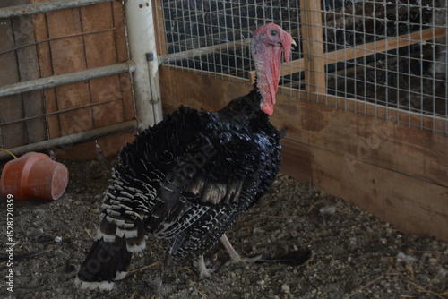 Black turkey bird in a farm