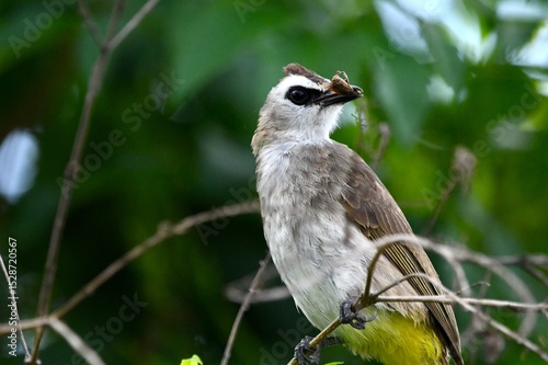 Pycnonotus goiavier on tree eat insects.