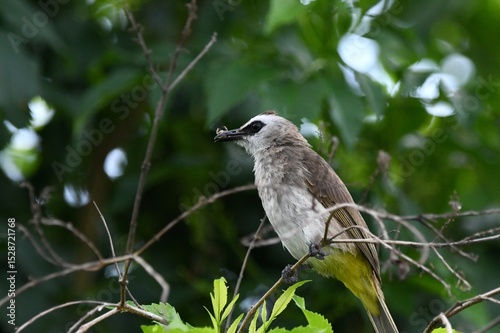 Pycnonotus goiavier on tree eat insects.