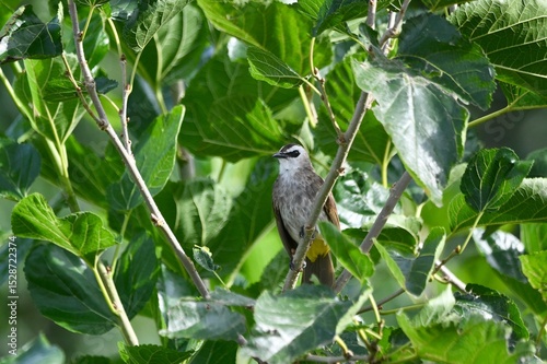 Pycnonotus goiavier on tree in forest.