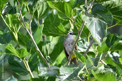 Pycnonotus goiavier on tree in forest.