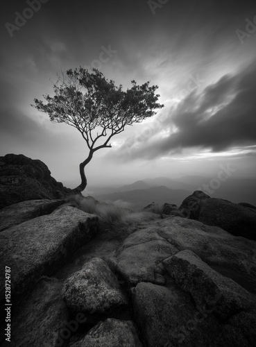 Solitary tree on rocky mountaintop dramatic black and white landscape