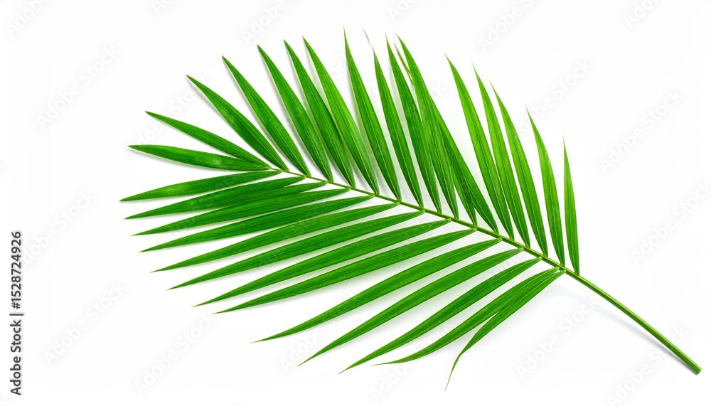 Fototapeta premium Green tropical palm leaf isolated on white background