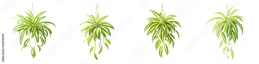 Obraz premium Hanging green plants in indoor setting
