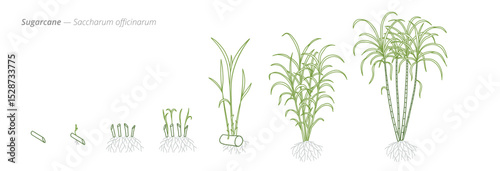 Sugarcane Growth Stages Vector Illustration with Accurate Botanical Detail for Agricultural and Crop Management Use