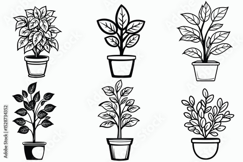 set of plants in pots