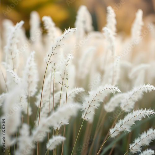 White Fluffy Plants Sway Gently in Soft Blurred Nature Background