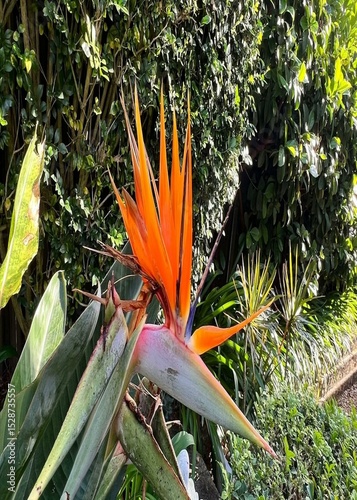 red and yellow flower