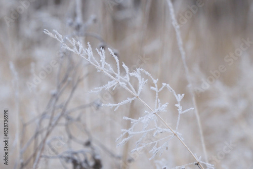The winter background is dry frozen grass in the morning hoarfrost in cloudy weather