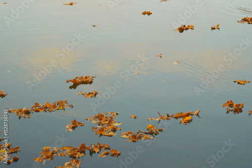 Autumn dry oak leaves on the surface of the water