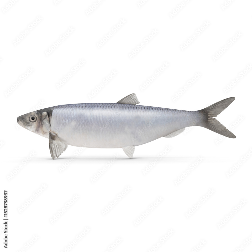 Obraz premium Fresh Whole Sardine Fish Isolated on Transparent Background
