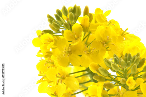 Close-Up of Yellow Rapeseed Flowers Isolated on White Background