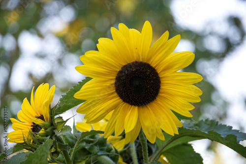 A stunning yellow sunflower in full bloom against a blurred green background