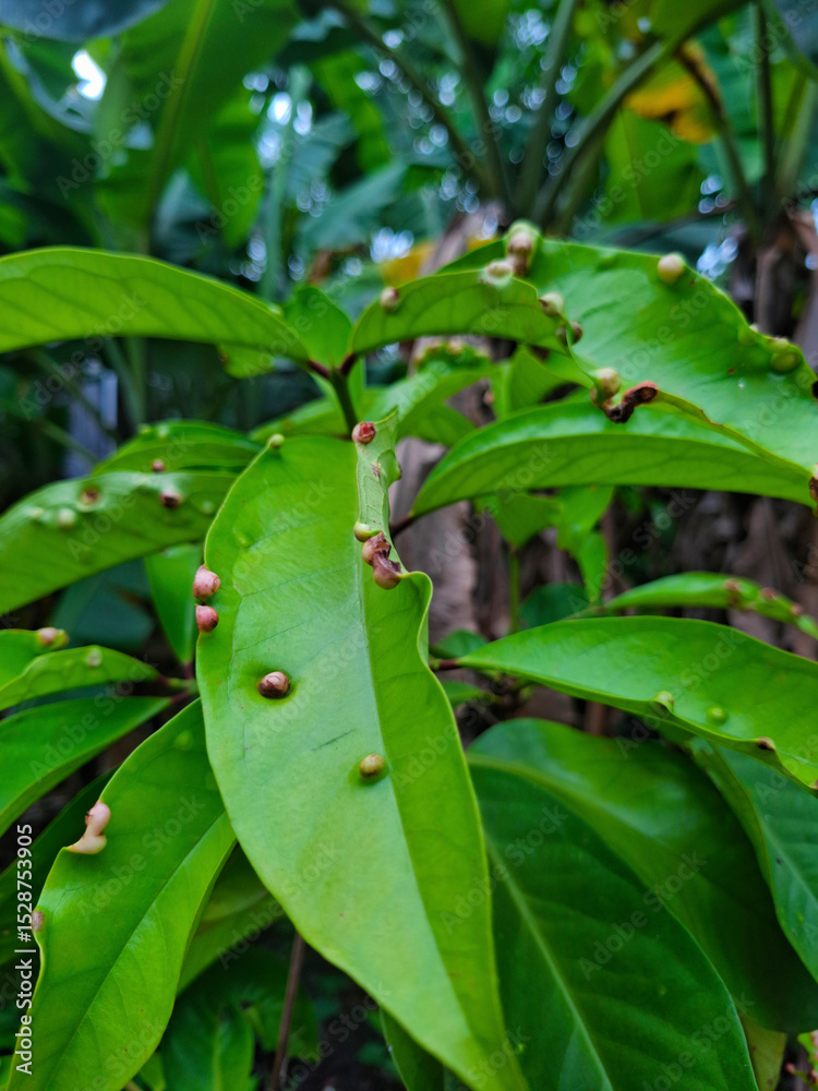 Fototapeta premium bacterial infection of the plant