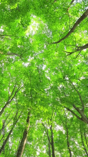 vertical video of trees and sunlight in the forest