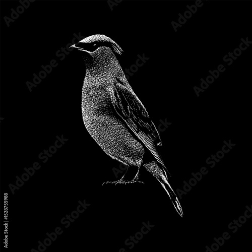 Cedar Waxwing hand drawing vector isolated on black background.