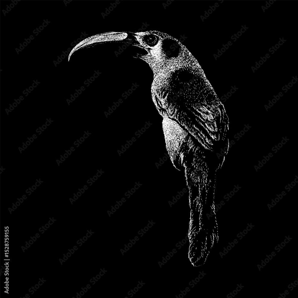 Fototapeta premium Emerald Toucanet hand drawing vector isolated on black background.