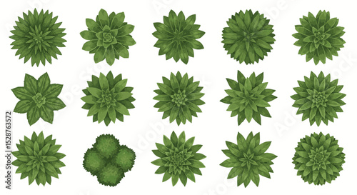 A collection of various green succulent plants displayed in a grid format
