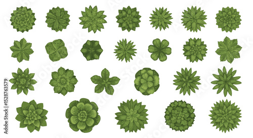 A collection of various green succulent plants displayed in a grid format