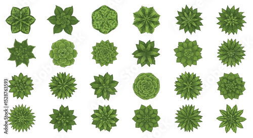 A collection of various green succulent plants displayed in a grid format