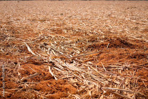 Dried corn stalks and crop residue scattered on red clay soil after harvest season. Agricultural field with golden stubble covering fertile farmland ground.