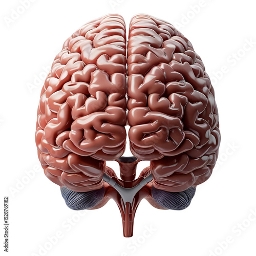 3d rendered illustration of human brain