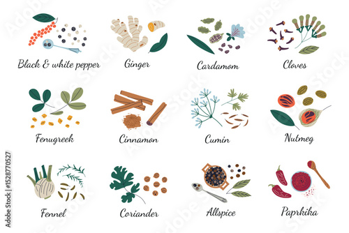 Vector illustration of spice collection with labels. Culinary ingredients for cooking, kitchen seasoning set, flat aromatic herbs and spices for recipes and dishes, cumin, cardamom, turmeric icons