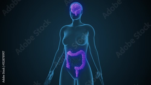 Irritable Bowel Syndrome Affecting Digestive Health