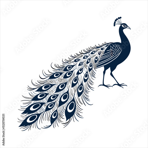 silhouette peacock on white background