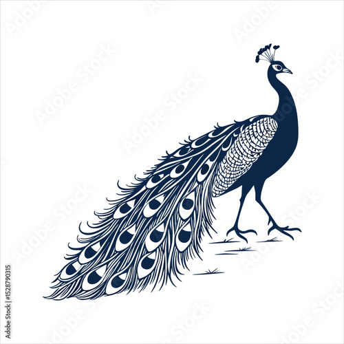 silhouette peacock on white background