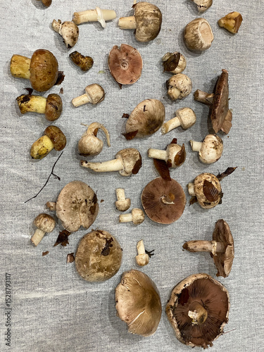 Mushrooms collected in the forest for cooking as background