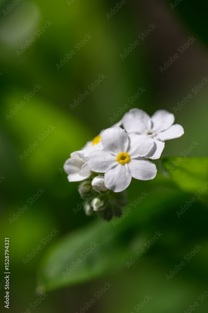 White forget-me-not flower on a plant.
White forget-me-not flower on a plant.