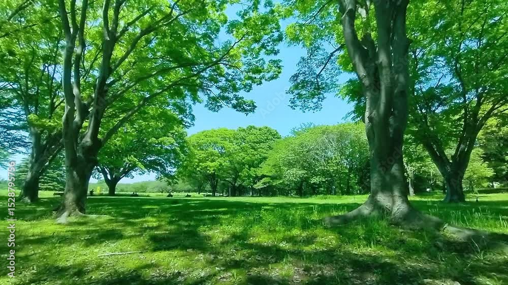 緑の公園 緑の公園