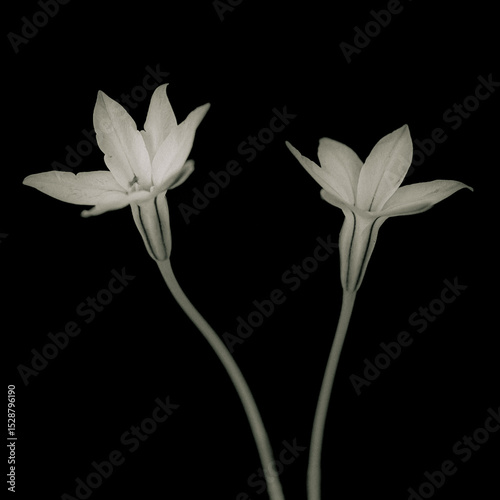ハナニラ　Ipheion uniflorum