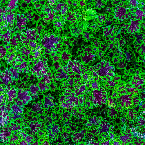 Coleus コリウス グレートフォール ニシキジソ