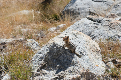 リスとジョンミューアトレイルの絶景。ヨセミテ公園。Squirrel at John Muir Trail. Amazing trekking area in Yosemite. 