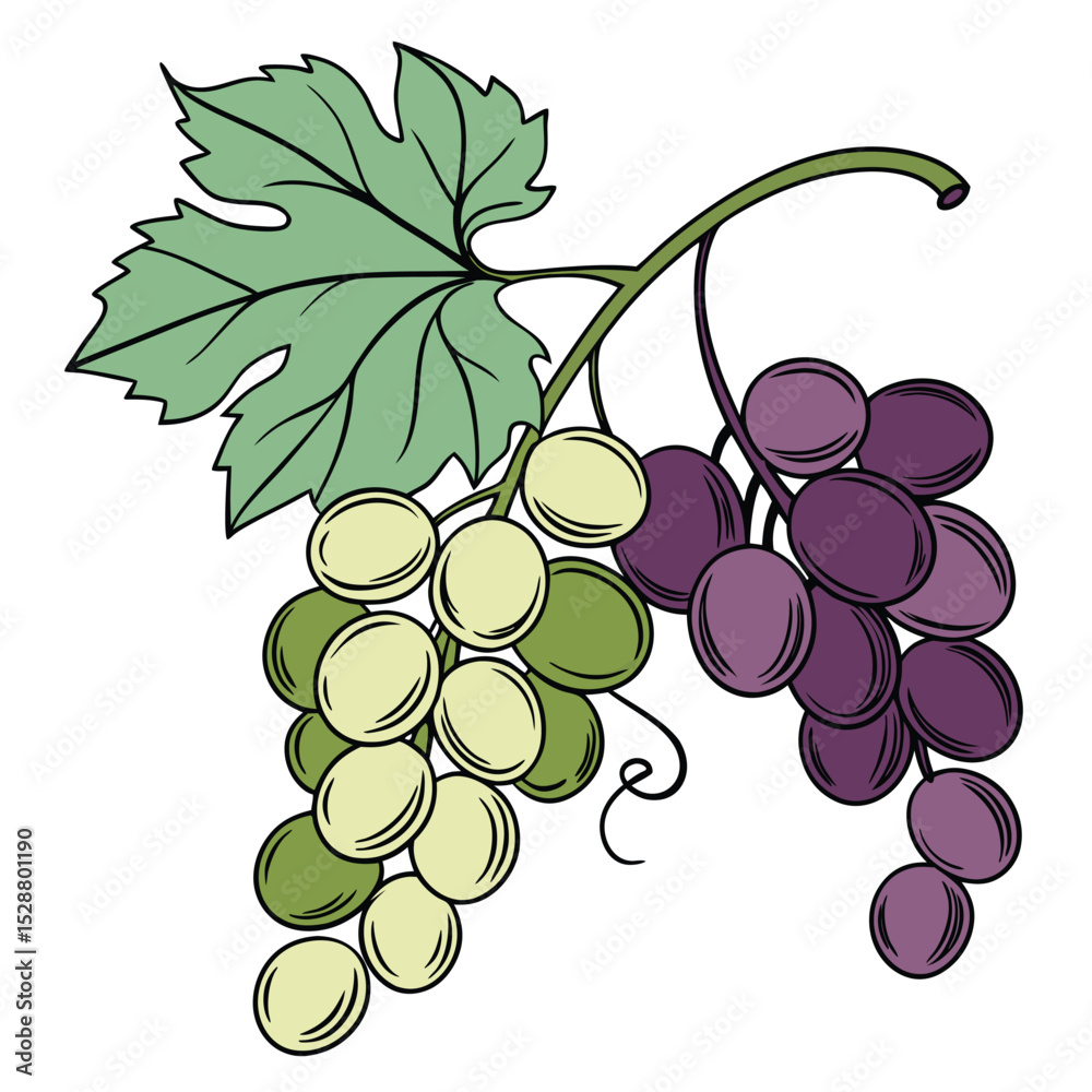 Fototapeta premium grapes on white background