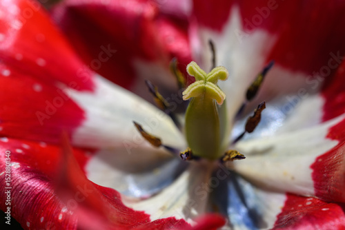 Detail of the pistil of a four-shaped tulip.

