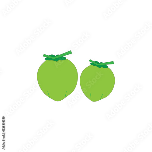 coconut fruit vector illustration of a fruit that is rich in health benefits