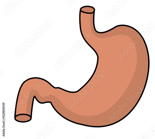 Human stomach anatomy illustration diagram
