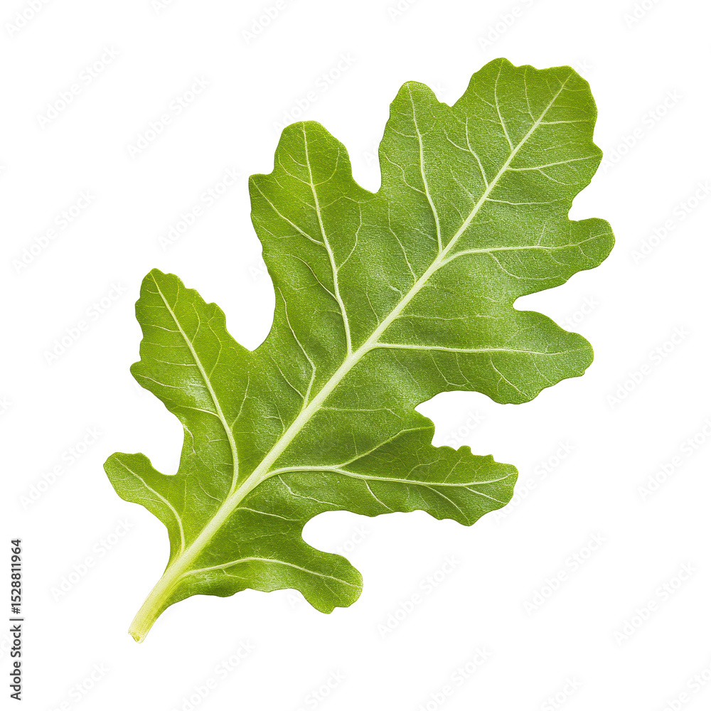 Fototapeta premium Fresh oak leaves lettuce isolated on a Transparent background showcasing vibrant green color and unique leaf structure, Red oak leaves lettuce isolated on PNG background