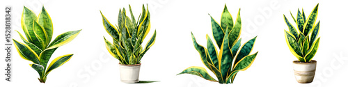 Assortment of indoor potted plants with lush green foliage