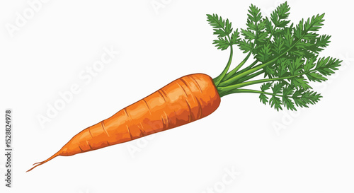 Fresh Orange Carrot with Green Tops Illustration