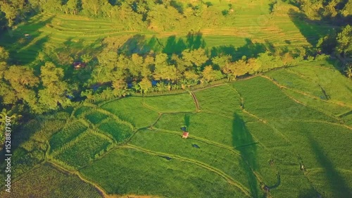 A Breathtaking Journey Through the Lush Green Rice Fields of the Countryside