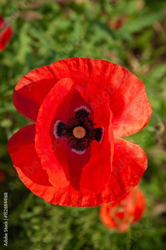A stunning close-up of a red poppy flower in full bloom, showcasing its intricate details.
