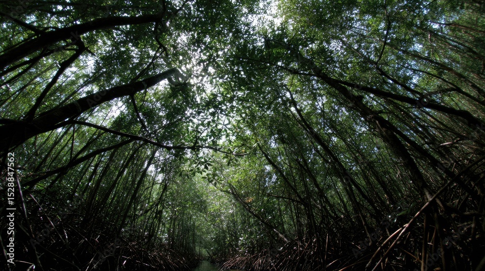 Naklejka premium Forest Canopy Sunlight Filtering through Dense Branches