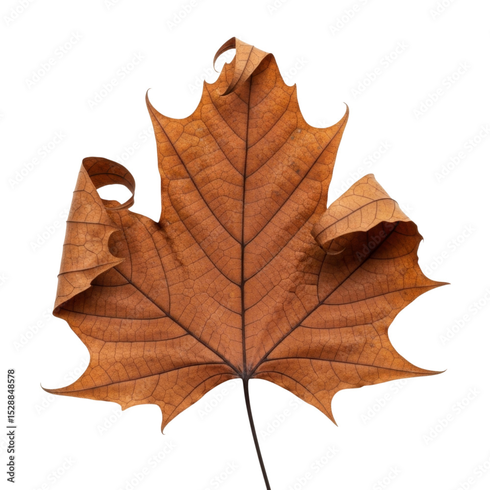 Fototapeta premium Close-up of a dry brown maple leaf with veins on black background transparent PNG