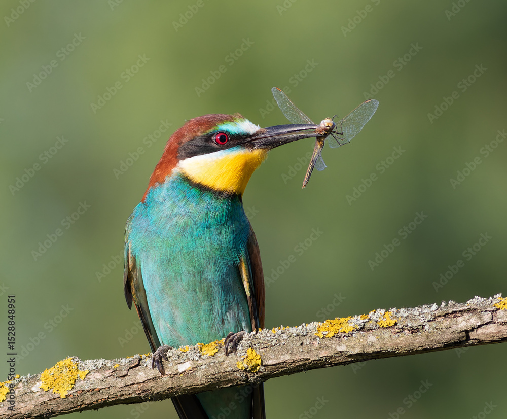 Fototapeta premium European bee-eater, merops apiaster. A bird sitting on a branch, holding a dragonfly in its beak