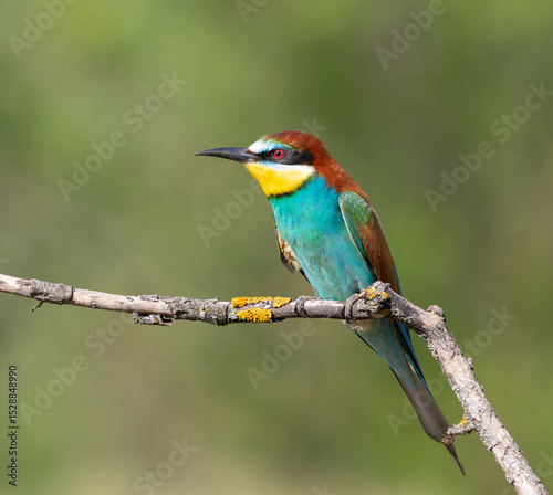 Valokuva European bee-eater, merops apiaster
